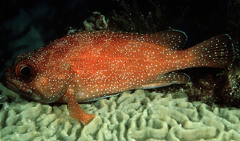  Trachypoma macracanthus (Toadstool Groper)